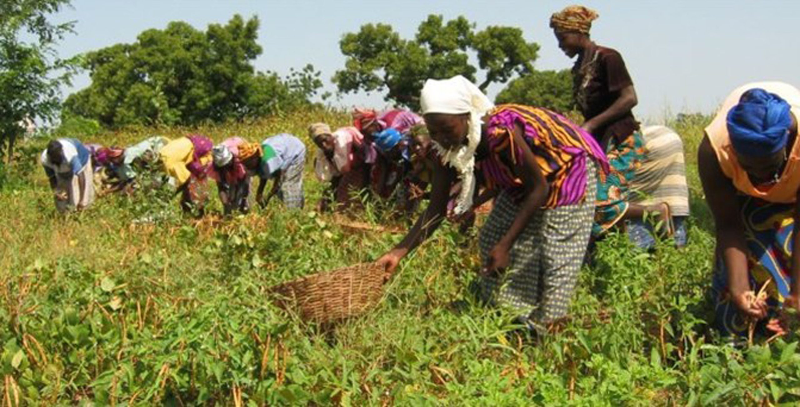ANOLF TOSCANA Progetto “Resilience , sviluppo rurale ed imprenditorialità femminile nella regione di Keffrine, Senegal” . Finanziato dalla Regione Toscana attraverso il Bando di Progetti 2020/2021.